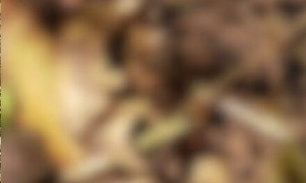 കോഴിക്കോട്ട് ആളൊഴിഞ്ഞ പറമ്പിൽ മനുഷ്യന്റെ അസ്ഥികൂടം;  സമീപത്ത് നിന്ന് ഒരു ബാഗും കണ്ടെത്തി