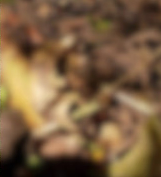 കോഴിക്കോട്ട് ആളൊഴിഞ്ഞ പറമ്പിൽ മനുഷ്യന്റെ അസ്ഥികൂടം;  സമീപത്ത് നിന്ന് ഒരു ബാഗും കണ്ടെത്തി