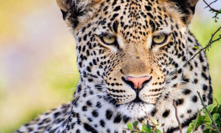 വീട്ടുമുറ്റത്ത് കളിച്ചുകൊണ്ടിരുന്ന നാലു വയസുകാരനെ പുലി കടിച്ചുകൊന്നു