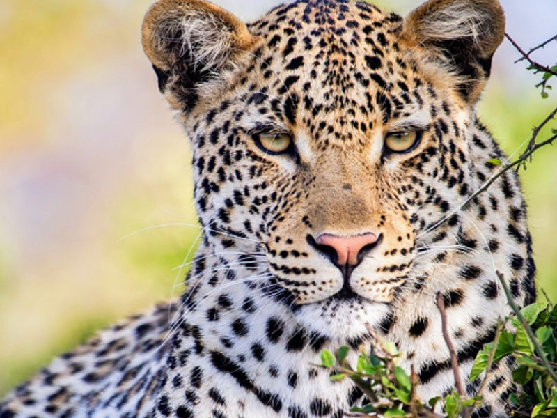 വീട്ടുമുറ്റത്ത് കളിച്ചുകൊണ്ടിരുന്ന നാലു വയസുകാരനെ പുലി കടിച്ചുകൊന്നു