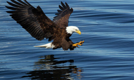 കുമരകത്ത് പരുന്ത് ആക്രമണം, 77 കാരിയുടെ കണ്ണില്‍ കൊത്തി