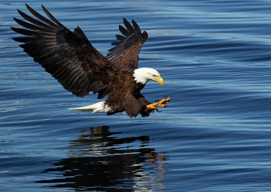 കുമരകത്ത് പരുന്ത് ആക്രമണം, 77 കാരിയുടെ കണ്ണില്‍ കൊത്തി