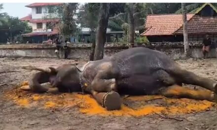 തുറപ്പുഗുലാനിലെ താരം ; ഉത്സവത്തിനെത്തിച്ച നെല്ലിക്കോട്ട് മഹാദേവന്‍  ലോറിയില്‍ കയറ്റുന്നതിനിടെ ;   കുഴഞ്ഞുവീണ് ചരിഞ്ഞു