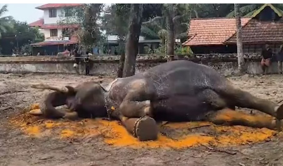 തുറപ്പുഗുലാനിലെ താരം ; ഉത്സവത്തിനെത്തിച്ച നെല്ലിക്കോട്ട് മഹാദേവന്‍  ലോറിയില്‍ കയറ്റുന്നതിനിടെ ;   കുഴഞ്ഞുവീണ് ചരിഞ്ഞു
