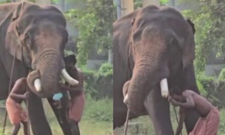 പിഞ്ചുകുഞ്ഞുമായി പാപ്പാന്റെ അഭ്യാസം ; കൊലയാളി ആനയുടെ തുമ്പിക്കൈയിൽ കുഞ്ഞിനെ ഇരുത്തി,  കുട്ടി താഴെവീണു : ഒടുവിൽ നടപടി