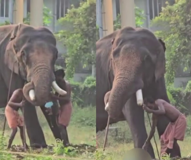 പിഞ്ചുകുഞ്ഞുമായി പാപ്പാന്റെ അഭ്യാസം ; കൊലയാളി ആനയുടെ തുമ്പിക്കൈയിൽ കുഞ്ഞിനെ ഇരുത്തി,  കുട്ടി താഴെവീണു : ഒടുവിൽ നടപടി