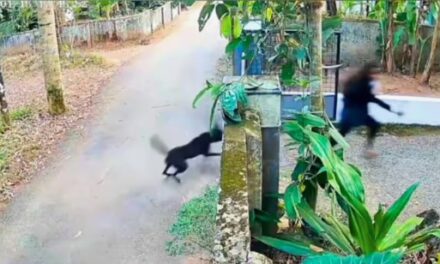കോഴിക്കോട് അഴിച്ചു വിട്ട വളർത്തുനായ കടിച്ചു വിദ്യാർത്ഥിനിക്ക് പരിക്ക്