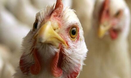 കാഞ്ഞിരപ്പള്ളിയിൽ പക്ഷിപ്പനി, കോഴികളെ കൊന്നൊടുക്കും