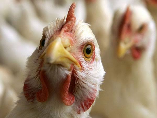 കാഞ്ഞിരപ്പള്ളിയിൽ പക്ഷിപ്പനി, കോഴികളെ കൊന്നൊടുക്കും