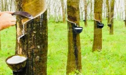 റബ്ബർ വിലയിൽ വൻ കുതിപ്പ്; വേനൽ മൂലം ടാപ്പിംഗ് നിർത്തിയതിനാൽ ഉല്പാദനം കുറയുന്നു