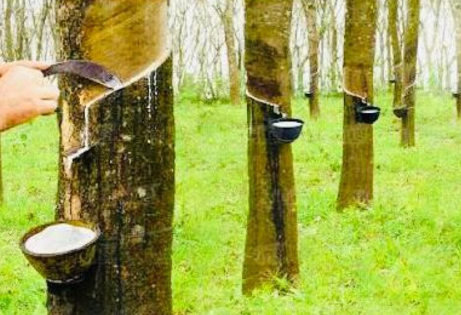 റബ്ബർ വിലയിൽ വൻ കുതിപ്പ്; വേനൽ മൂലം ടാപ്പിംഗ് നിർത്തിയതിനാൽ ഉല്പാദനം കുറയുന്നു