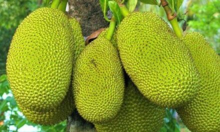 മരുന്ന് വാങ്ങാനായി നില്‍ക്കുന്നതിനിടെ രോഗിയുടെ തലയിൽ ചക്ക വീണു; തലയ്ക്കുൾപ്പെടെ പരുക്ക് : സംഭവം പത്തനംതിട്ട ജനറൽ ആശുപത്രിയിൽ