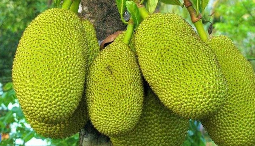 മരുന്ന് വാങ്ങാനായി നില്‍ക്കുന്നതിനിടെ രോഗിയുടെ തലയിൽ ചക്ക വീണു; തലയ്ക്കുൾപ്പെടെ പരുക്ക് : സംഭവം പത്തനംതിട്ട ജനറൽ ആശുപത്രിയിൽ