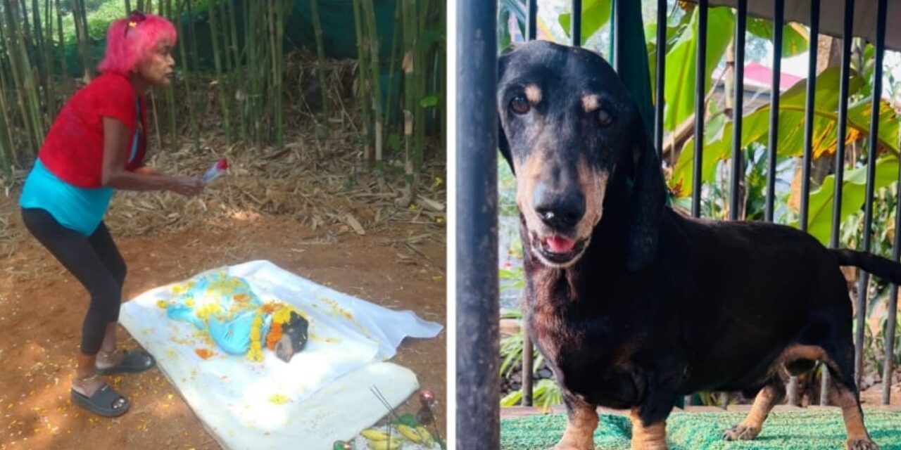 ഹാന്നസിന്റെ  ഓർമ്മകളിൽ വിങ്ങിപൊട്ടി ടിപ്പുവിന് യാത്രാമൊഴി നല്കി അന്നമ്മ ട്രൂബ്