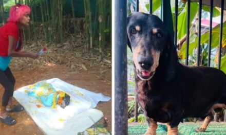 ഹാന്നസിന്റെ  ഓർമ്മകളിൽ വിങ്ങിപൊട്ടി ടിപ്പുവിന് യാത്രാമൊഴി നല്കി അന്നമ്മ ട്രൂബ്