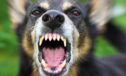 തൃശ്ശൂരിൽ വീടിനുള്ളിൽ കയറി തെരുവുനായ വയോധികയെ കടിച്ചുകൊന്നു, മകന് ഗുരുതര പരിക്ക് :  നായയെ തല്ലിക്കൊന്നു