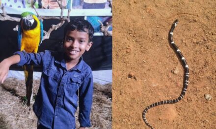 നാടിനാകെ വേദനയായി ആൽജോ, പാമ്പ് കടിയേറ്റ് മരിച്ച 8 വയസുകാരൻ്റെ സംസ്കാരം ഇന്ന്: സഹോദരൻ ഗുരുതരാവസ്ഥയിൽ