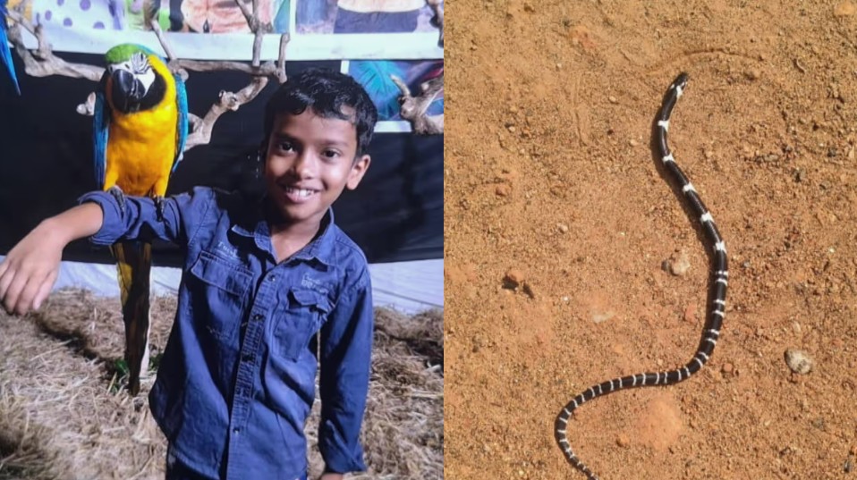 നാടിനാകെ വേദനയായി ആൽജോ, പാമ്പ് കടിയേറ്റ് മരിച്ച 8 വയസുകാരൻ്റെ സംസ്കാരം ഇന്ന്: സഹോദരൻ ഗുരുതരാവസ്ഥയിൽ