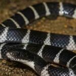 പാമ്പുകടിയേറ്റ് കുട്ടി മരിച്ച വീട്ടിൽ വീണ്ടും പാമ്പ് ; ഒന്നല്ല, രണ്ട്; വീടിന്റെ തറയുടെ ഒരു ഭാഗം പൊളിച്ച് പരിശോധന, നടപടി തുടര്‍ച്ചയായി പാമ്പുകളെ കണ്ടെത്തിയതോടെ