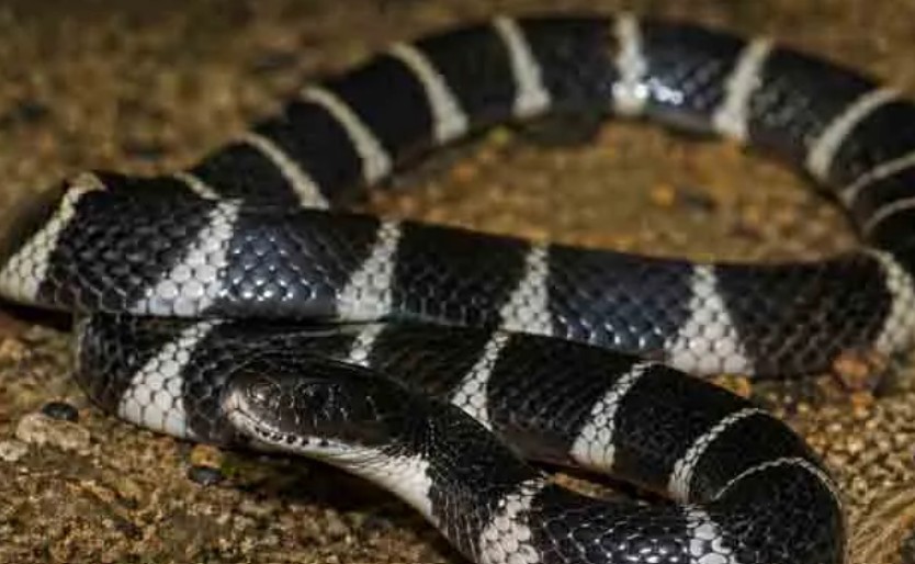 പാമ്പുകടിയേറ്റ് കുട്ടി മരിച്ച വീട്ടിൽ വീണ്ടും പാമ്പ് ; ഒന്നല്ല, രണ്ട്; വീടിന്റെ തറയുടെ ഒരു ഭാഗം പൊളിച്ച് പരിശോധന, നടപടി തുടര്‍ച്ചയായി പാമ്പുകളെ കണ്ടെത്തിയതോടെ