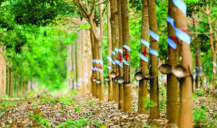 റബ്ബർ ബോർഡിന് നാഥനില്ലാ വർഷങ്ങൾ,ബോർഡ് യോഗം ചേരുന്നില്ല, തീരുമാനങ്ങളും ഇല്ല , മിണ്ടാട്ടമില്ലാതെ ബിജെപി നേതാക്കൾ