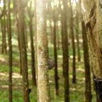 കിലോയ്ക്ക് 258 ല്‍ റബര്‍ വ്യാപാരം, രണ്ടു വര്‍ഷത്തിനിടെ ഉയര്‍ന്ന വില ലഭിക്കുന്നത് ആദ്യം. പ്രതീക്ഷയോടെ കര്‍ഷകര്‍