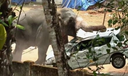 അങ്കമാലിയിലെ കിടങ്ങൂരിൽ ഉത്സവത്തിനെത്തിച്ച ആന വിരണ്ടോടി; ലോറി ഡ്രൈവറെ ചവിട്ടിക്കൊന്നു, വാഹനങ്ങൾ തകർത്തു, പാപ്പാന് പരുക്ക്