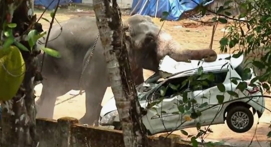 അങ്കമാലിയിലെ കിടങ്ങൂരിൽ ഉത്സവത്തിനെത്തിച്ച ആന വിരണ്ടോടി; ലോറി ഡ്രൈവറെ ചവിട്ടിക്കൊന്നു, വാഹനങ്ങൾ തകർത്തു, പാപ്പാന് പരുക്ക്