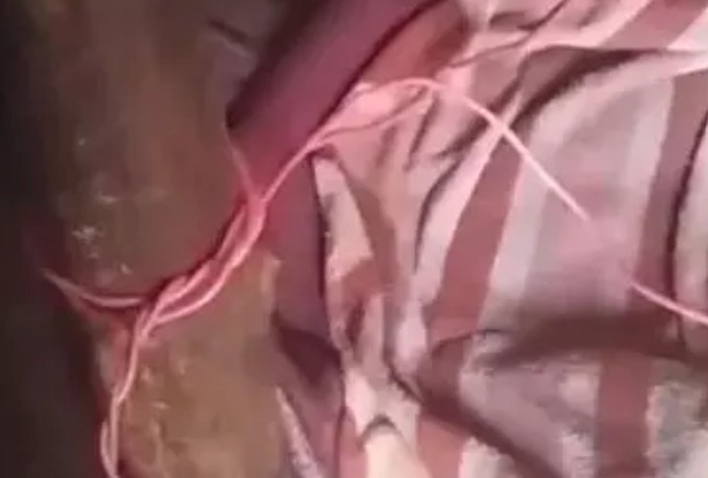 ഭർത്താവ് കാമുകനുമായുള്ള ബന്ധത്തിന് തടസ്സം നിന്നു ; ഉറങ്ങിക്കിടന്ന ഭർത്താവിന്റെ ഷോക്കടിപ്പിച്ച് കൊല്ലാൻ ശ്രമം; ഗുരുതര പൊള്ളൽ;