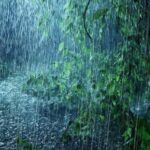 സംസ്ഥാനത്ത് വരും​ദിവസങ്ങളിൽ ശക്തമായ മഴയ്ക്ക് സാധ്യത ; 26ന് കാലവർഷമെത്തിയേക്കും, ഇന്ന് 8 ജില്ലകളിൽ മഴ മുന്നറിയിപ്പ്
