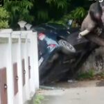 തൃശ്ശൂരിൽ ആന ഇടഞ്ഞു,  കാറും മതിലും തകർത്തു