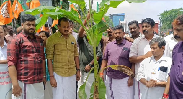 എം സി റോഡിൽ കിടങ്ങു പോലെ കുഴി, വാഴ നട്ടു പ്രതിഷേധിച്ചു ബിജെപി