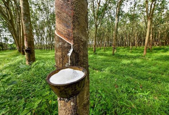 റബ്ബറിന് താങ്ങുവില 250 രൂപയാക്കി, ഇനി വിപണിയിലെ ഏറ്റക്കുറച്ചലുകൾ കർഷകരെ ബാധിക്കില്ല.