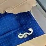 വന്ദേഭാരത് എക്‌സ്പ്രസ് സീറ്റില്‍ ചത്തപാമ്പ്, കണ്ടെത്തിയത് വണ്ടി തിരിക്കും മുമ്പ്