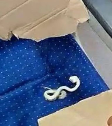 വന്ദേഭാരത് എക്‌സ്പ്രസ് സീറ്റില്‍ ചത്തപാമ്പ്, കണ്ടെത്തിയത് വണ്ടി തിരിക്കും മുമ്പ്