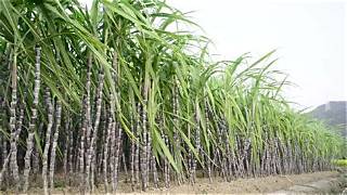 കർണാടകയിൽ കരിമ്പ് കൃഷിയ്ക്കായി മാസങ്ങളായി അടിമസമാന ജോലി; 32 തൊഴിലാളികളെ രക്ഷപ്പെടുത്തി