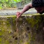 അഴയിൽ കിടന്ന ഷർട്ടിനുള്ളിൽ പാമ്പ്, കടിച്ച പാമ്പുമായി ആശുപത്രിയിലെത്തി യുവാവ്; സംഭവം കൊട്ടാരക്കരയിൽ