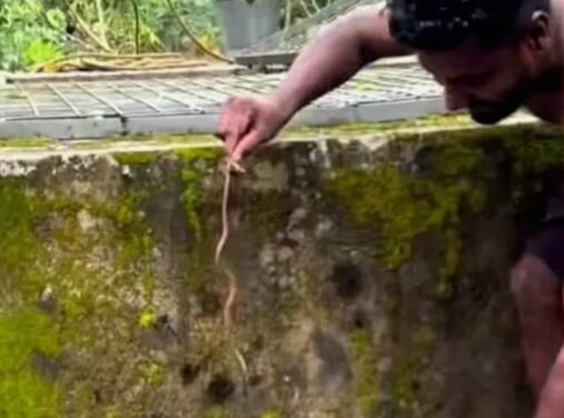 അഴയിൽ കിടന്ന ഷർട്ടിനുള്ളിൽ പാമ്പ്, കടിച്ച പാമ്പുമായി ആശുപത്രിയിലെത്തി യുവാവ്; സംഭവം കൊട്ടാരക്കരയിൽ