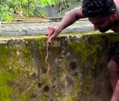 അഴയിൽ കിടന്ന ഷർട്ടിനുള്ളിൽ പാമ്പ്, കടിച്ച പാമ്പുമായി ആശുപത്രിയിലെത്തി യുവാവ്; സംഭവം കൊട്ടാരക്കരയിൽ