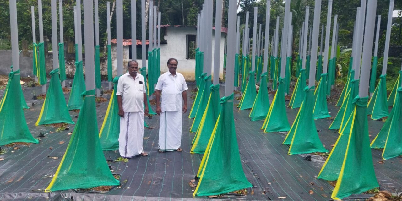 കയ്യൂരി ഇനി വിയറ്റ്നാം മോഡൽ കുരുമുളക് കൃഷി ഗ്രാമം