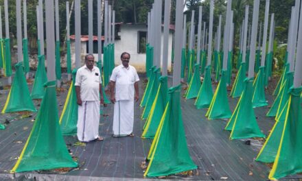 കയ്യൂരി ഇനി വിയറ്റ്നാം മോഡൽ കുരുമുളക് കൃഷി ഗ്രാമം