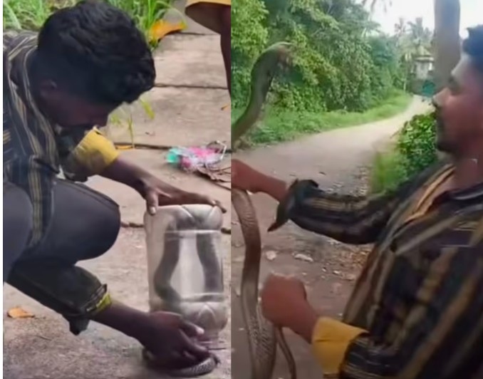 മൂർഖൻ പാമ്പിനെ പിടികൂടി കുപ്പിയിലാക്കി വീട്ടിലേക്ക് കൊണ്ടുവന്നു, പുറത്തെടുക്കവേ കടിയേറ്റു; പാമ്പുപിടുത്തക്കാരന് ദാരുണാന്ത്യം